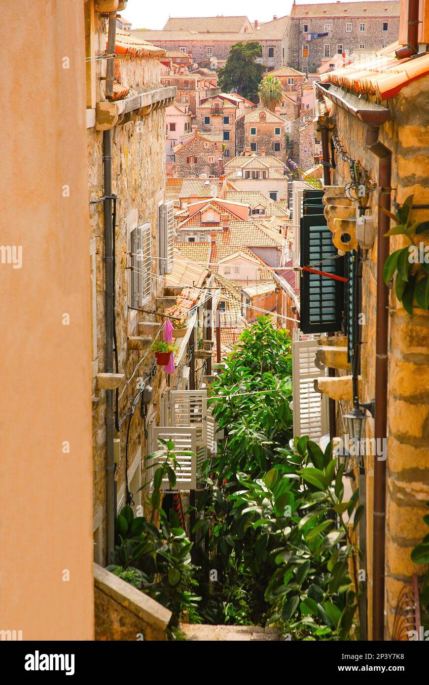 Stone houses along a narrow street in the old town. Stairs decorated with ficus elastica known as the rubber fig, rubber bush, rubber tree, rubber pla Stock Photo