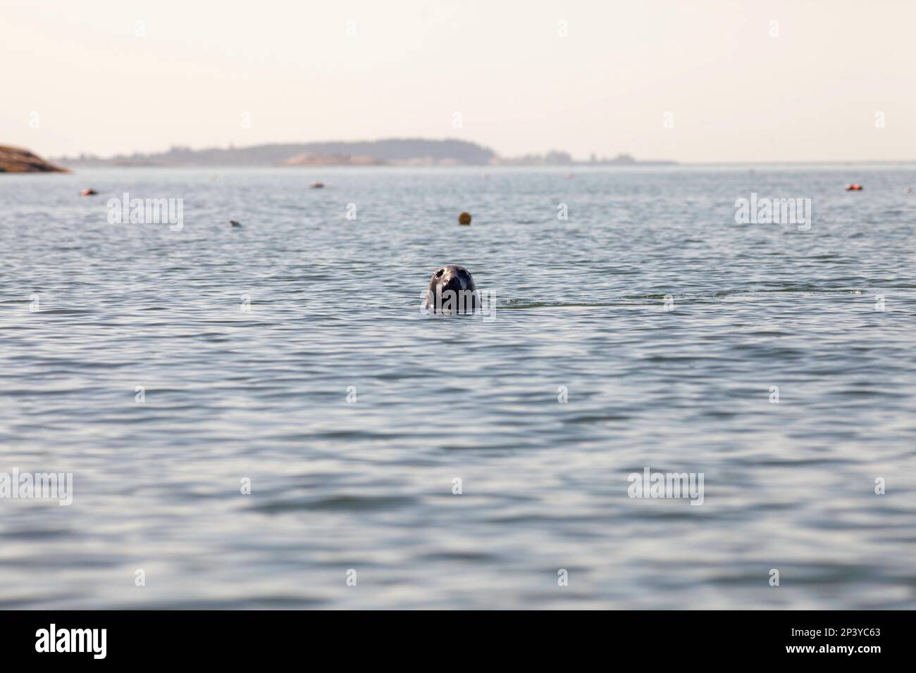 gray seal, Downeast Maine Stock Photo Alamy