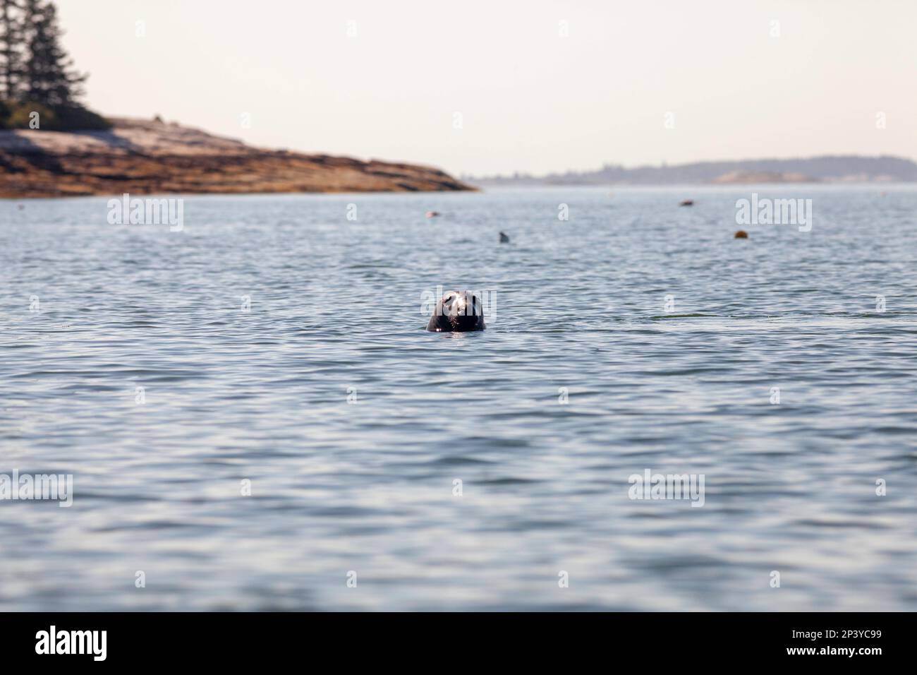 gray seal, Downeast Maine Stock Photo Alamy