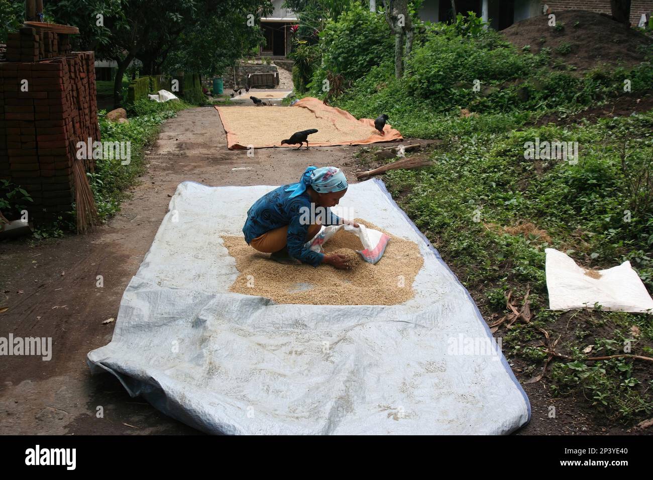 7-1-2009: Java,Indonesia: Photo of Woman sifting grain in country of Indonesia Stock Photo