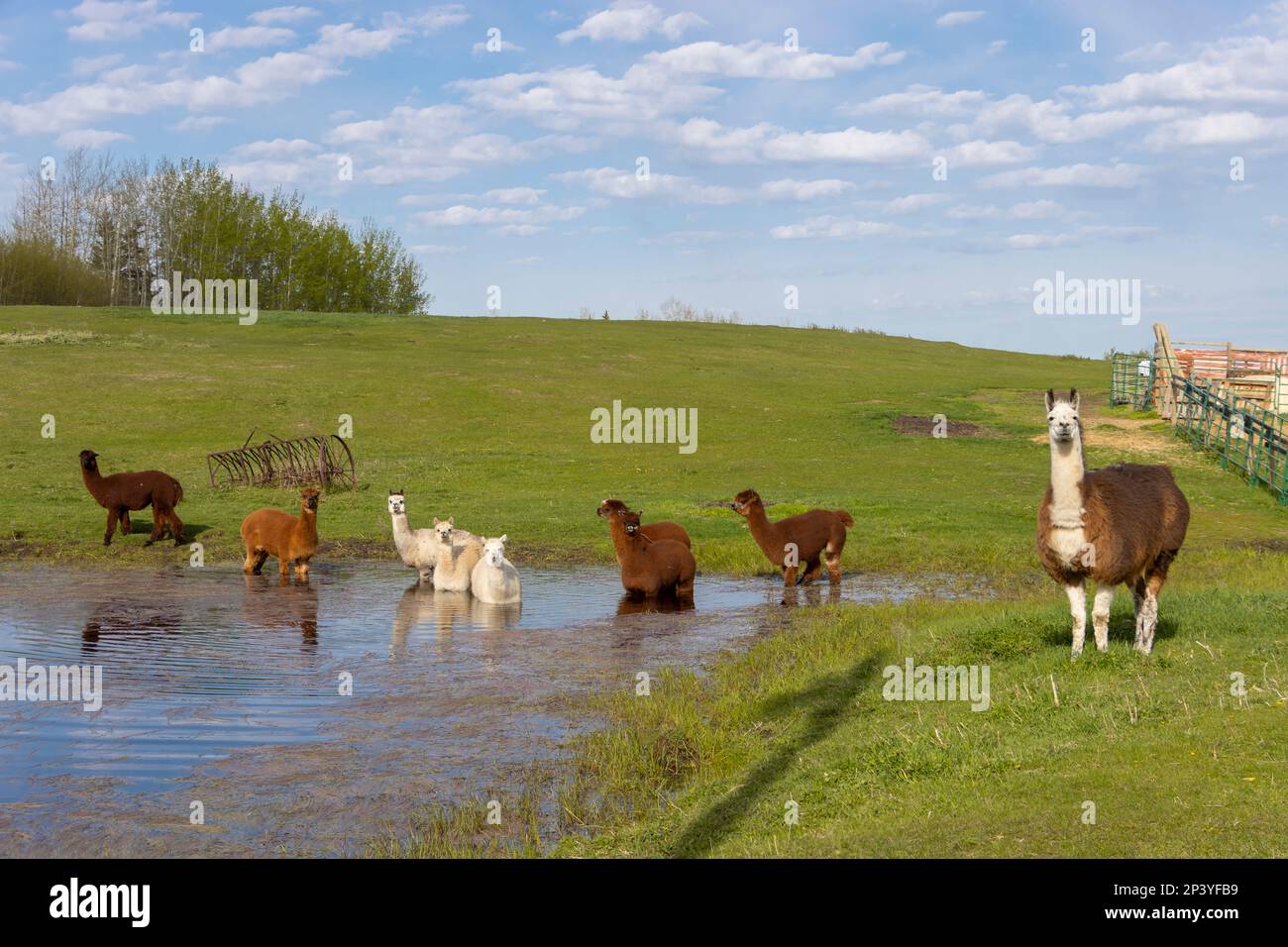 alpacas and llama playing in pond Stock Photo