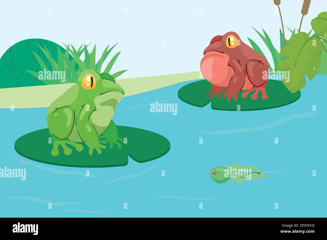 two frogs in lake Stock Vector Image & Art Alamy
