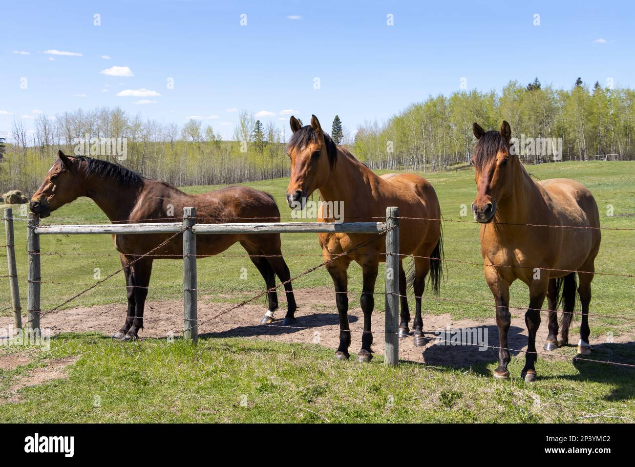 three horses standing along fence on sunny day Stock Photo