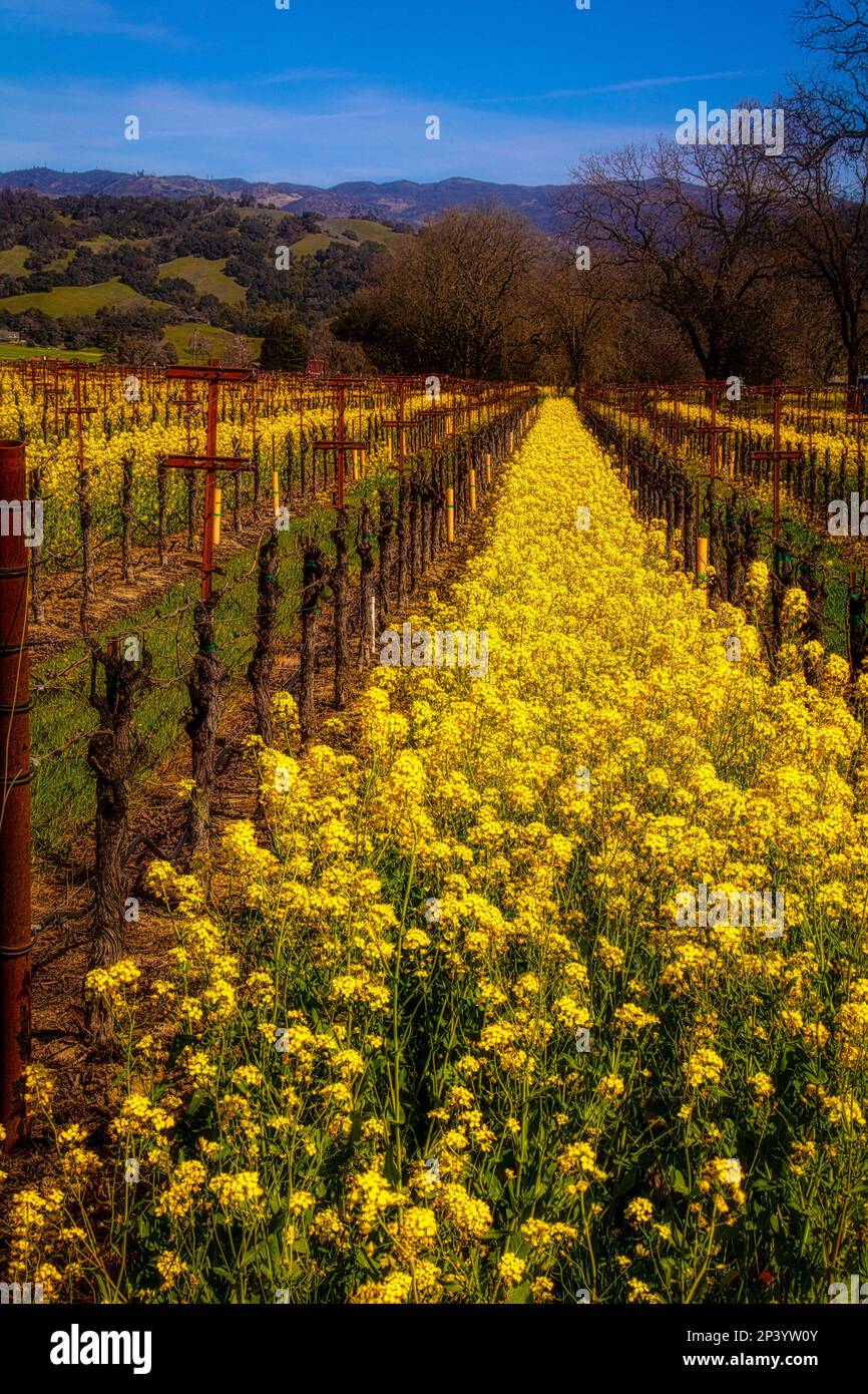 Beautiful Mustard Grass In The Vinyards Stock Photo Alamy