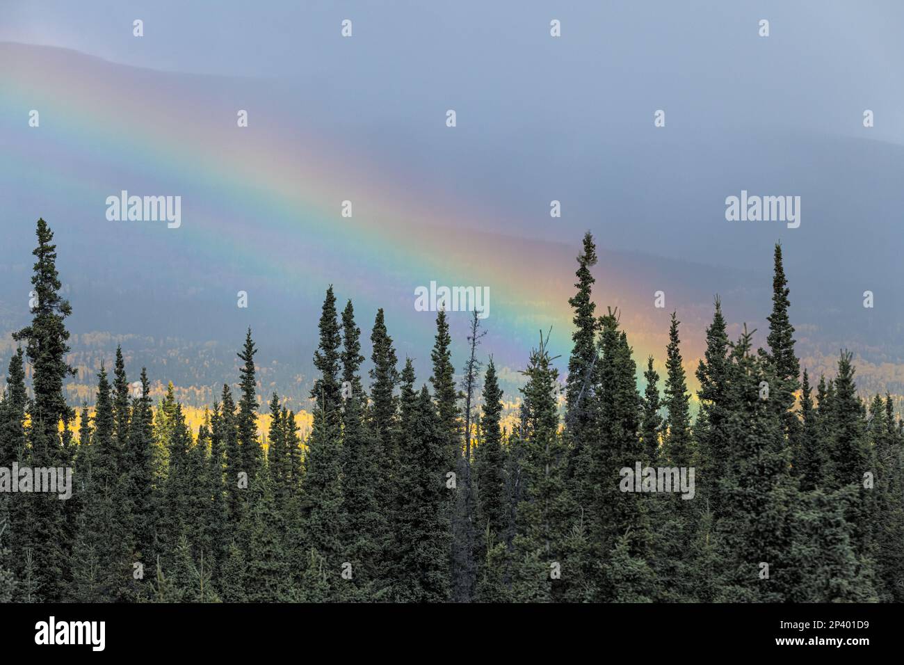 Stunning fall season, autumn in northern Canada during September on road trip vibes with rainbow in the sky, nature, natural landscape scene. Stock Photo