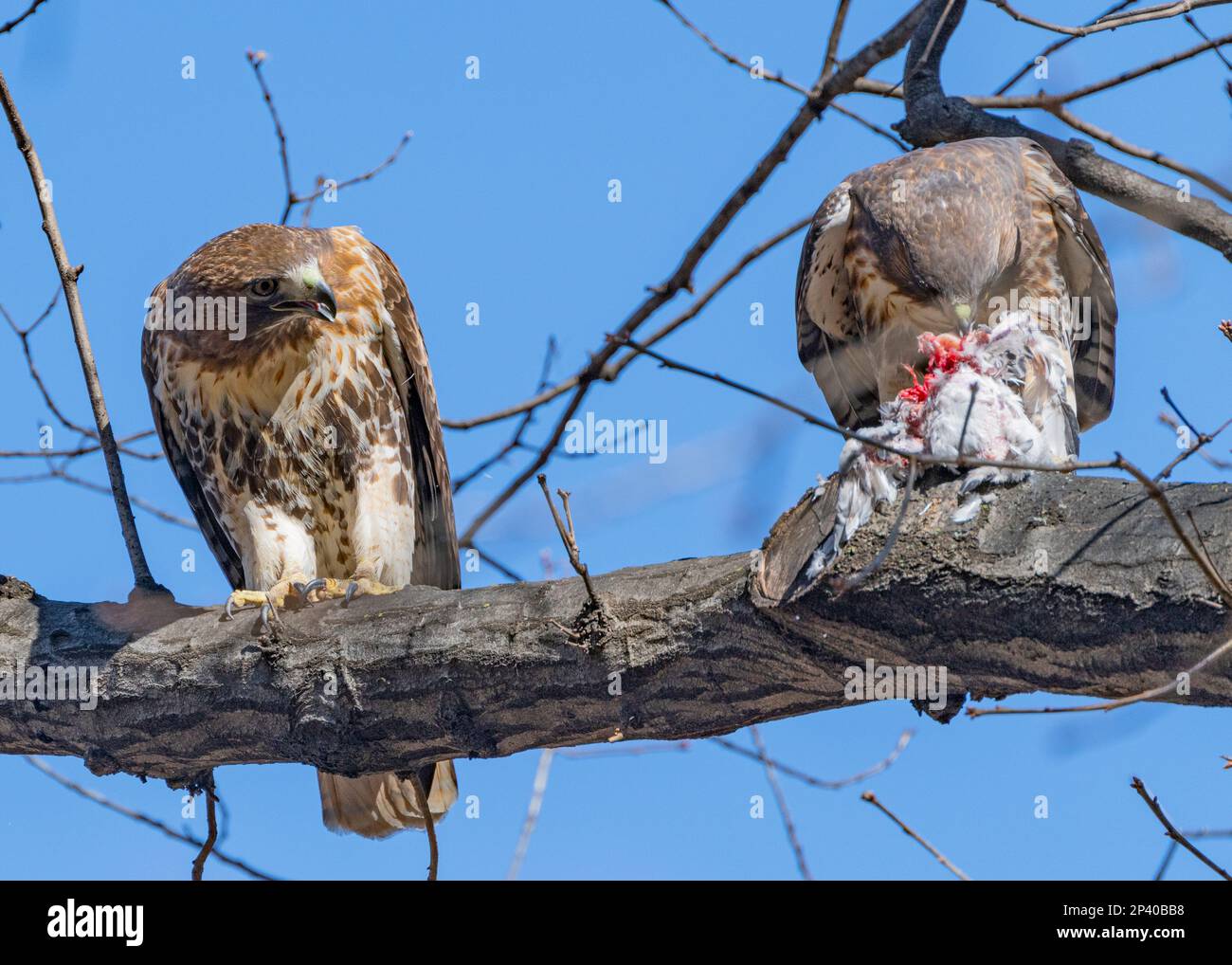 Two Redtail hawks eating a pigeon in a tree Stock Photo Alamy