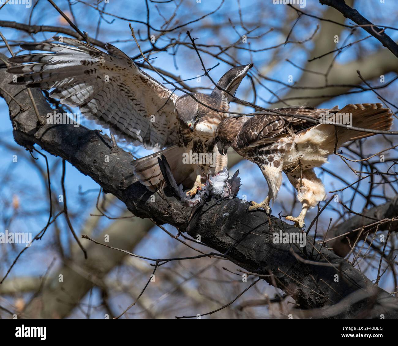 Two Redtail hawks eating a pigeon in a tree Stock Photo Alamy