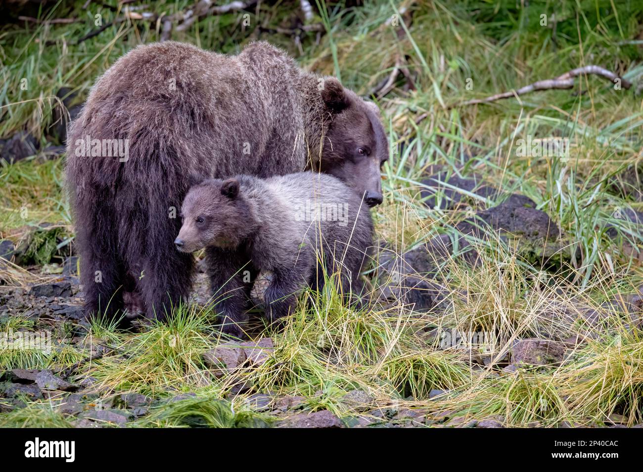 Brown bear mother and her cub hi-res stock photography and images - Alamy
