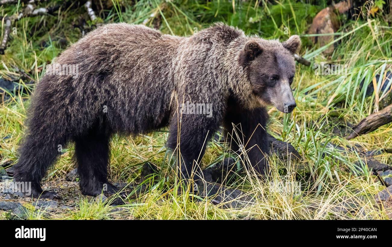Brown bear, Ursus arctos, Chichagof Island, Southeast Alaska Stock Photo