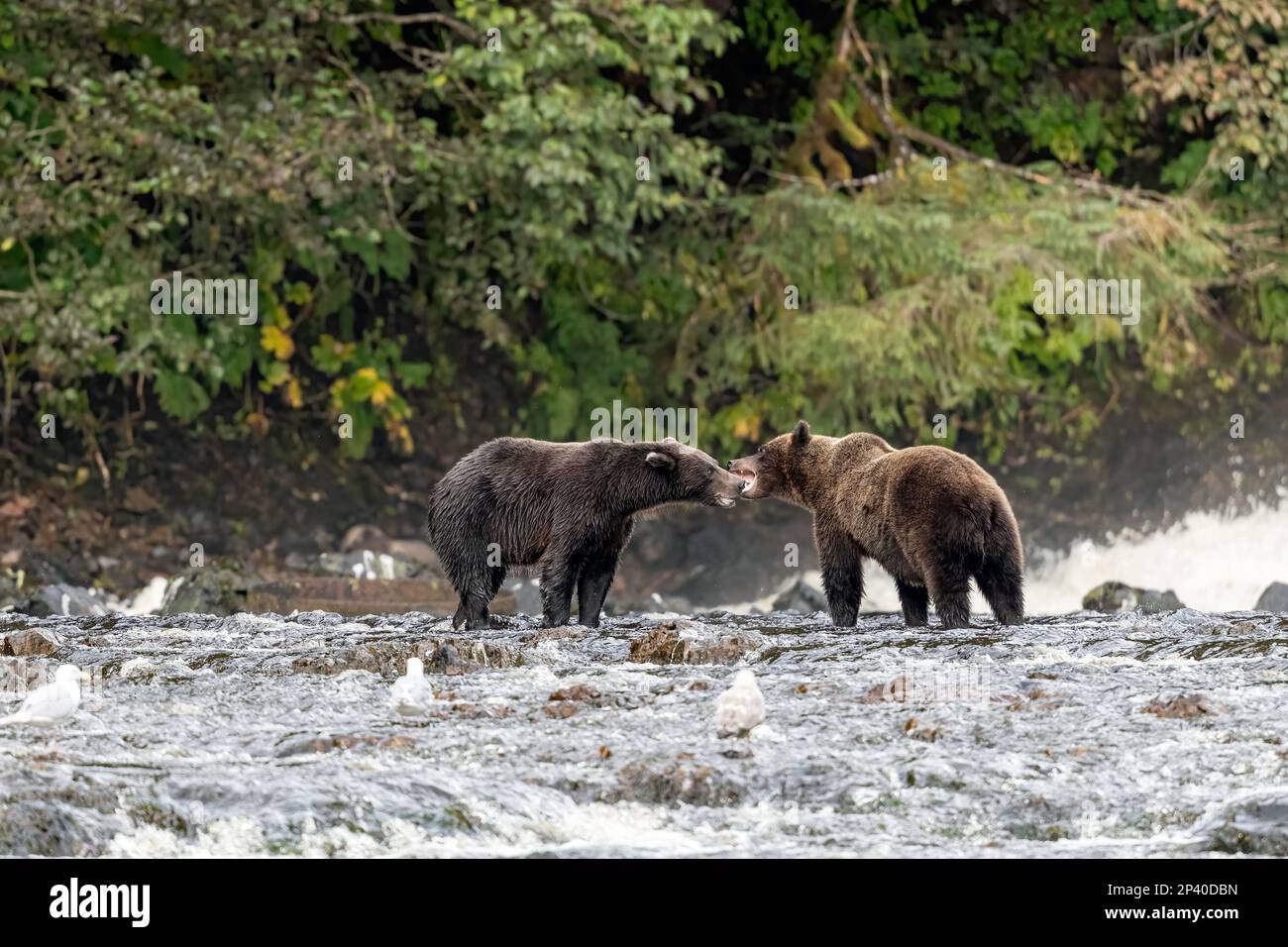 Sibling brown bears, Ursus arctos, along pink salmon stream on Chichagof Island, Alaska, USA. Stock Photo