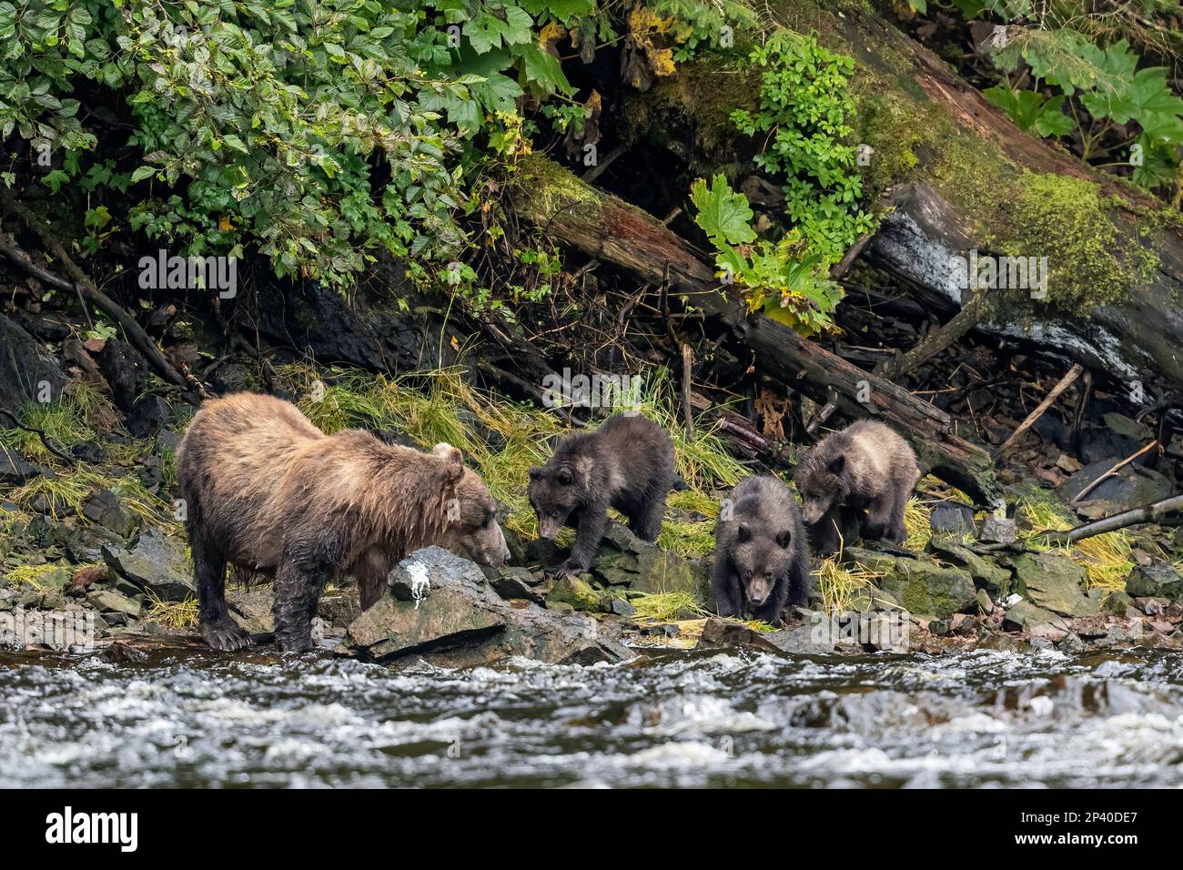 Mother and cub brown bears, Ursus arctos, along pink salmon stream on Chichagof Island, Alaska, USA. Stock Photo