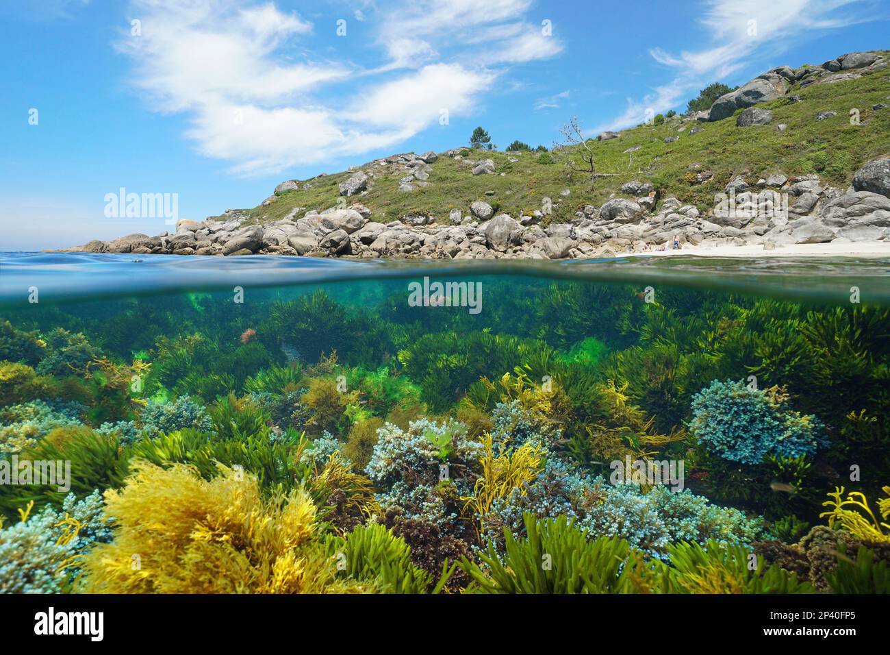 Spain, Galicia, wild Atlantic coast with algae in the ocean, split level view over and under water surface, Pontevedra province, Rias Baixas Stock Photo