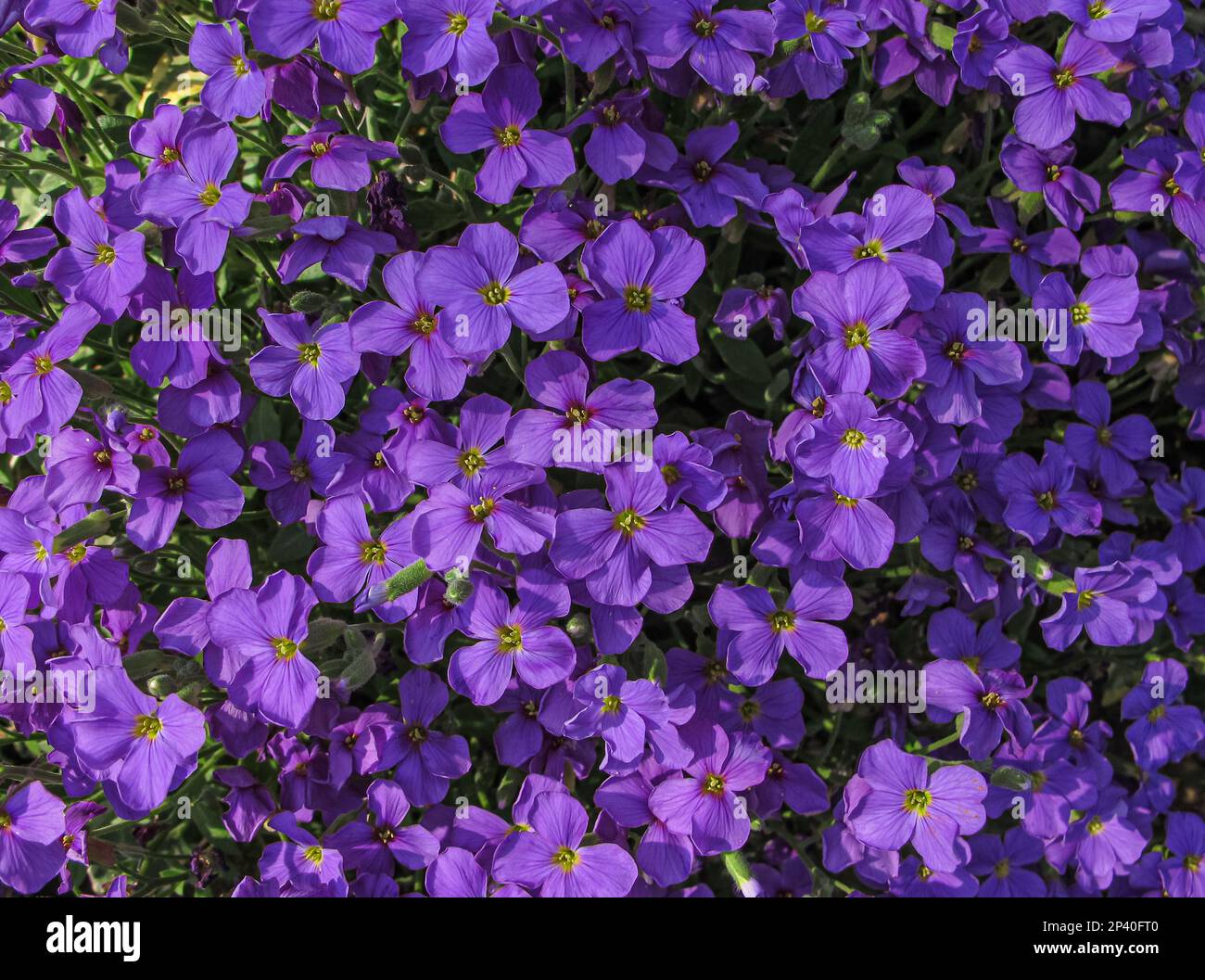 Purple flowers of Aubrieta deltoidea (Rock Cress, False Rockcress, Lilacbush, Rainbow Rockcress, Alyssum Deltoideum) in the garden, top view. Purple S Stock Photo