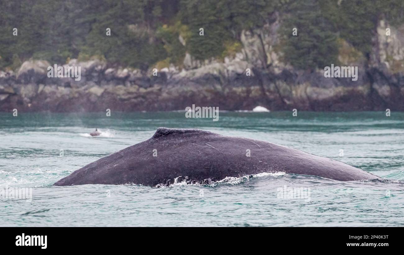 Adult humpback whale, Megaptera novaeangliae, surfacing in the Inian Islands, Southeast Alaska, USA. Stock Photo