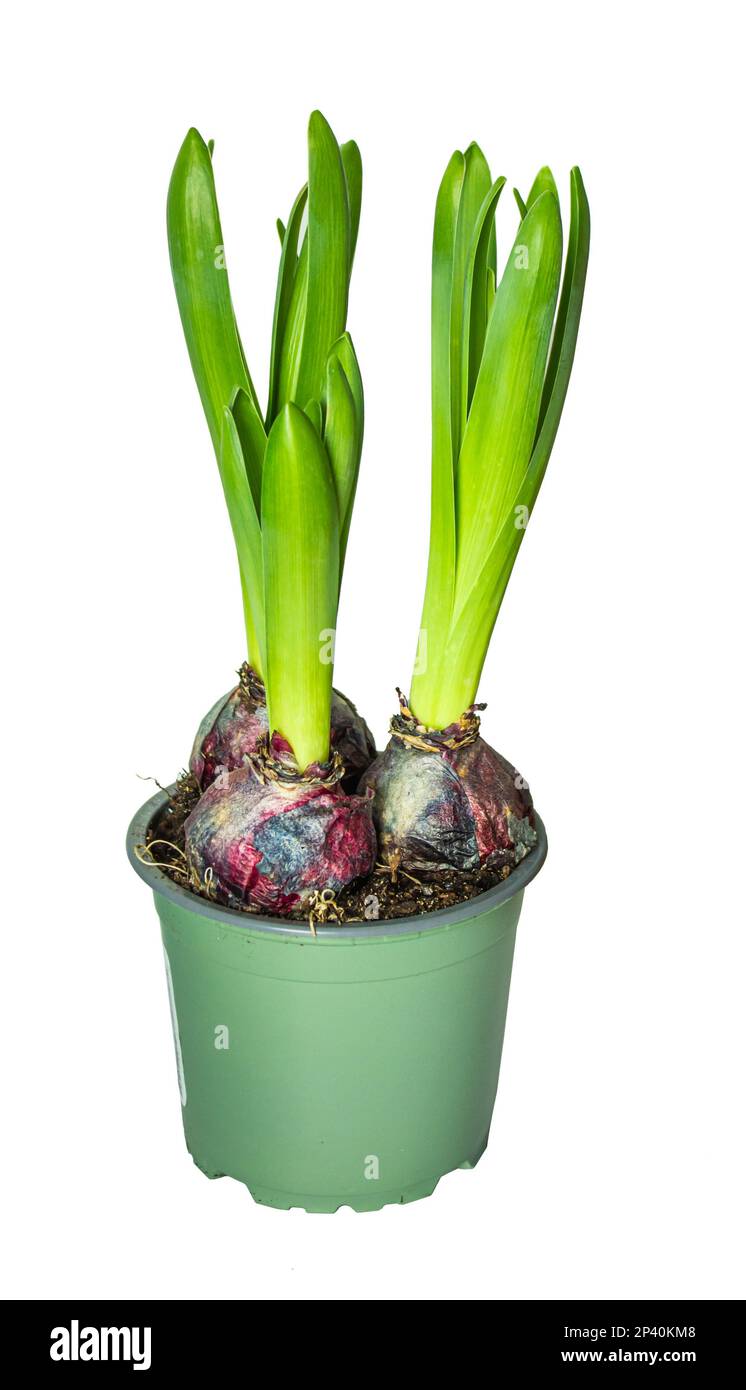 Hyacinth bulbs and stems in plastic pot isolated on white background