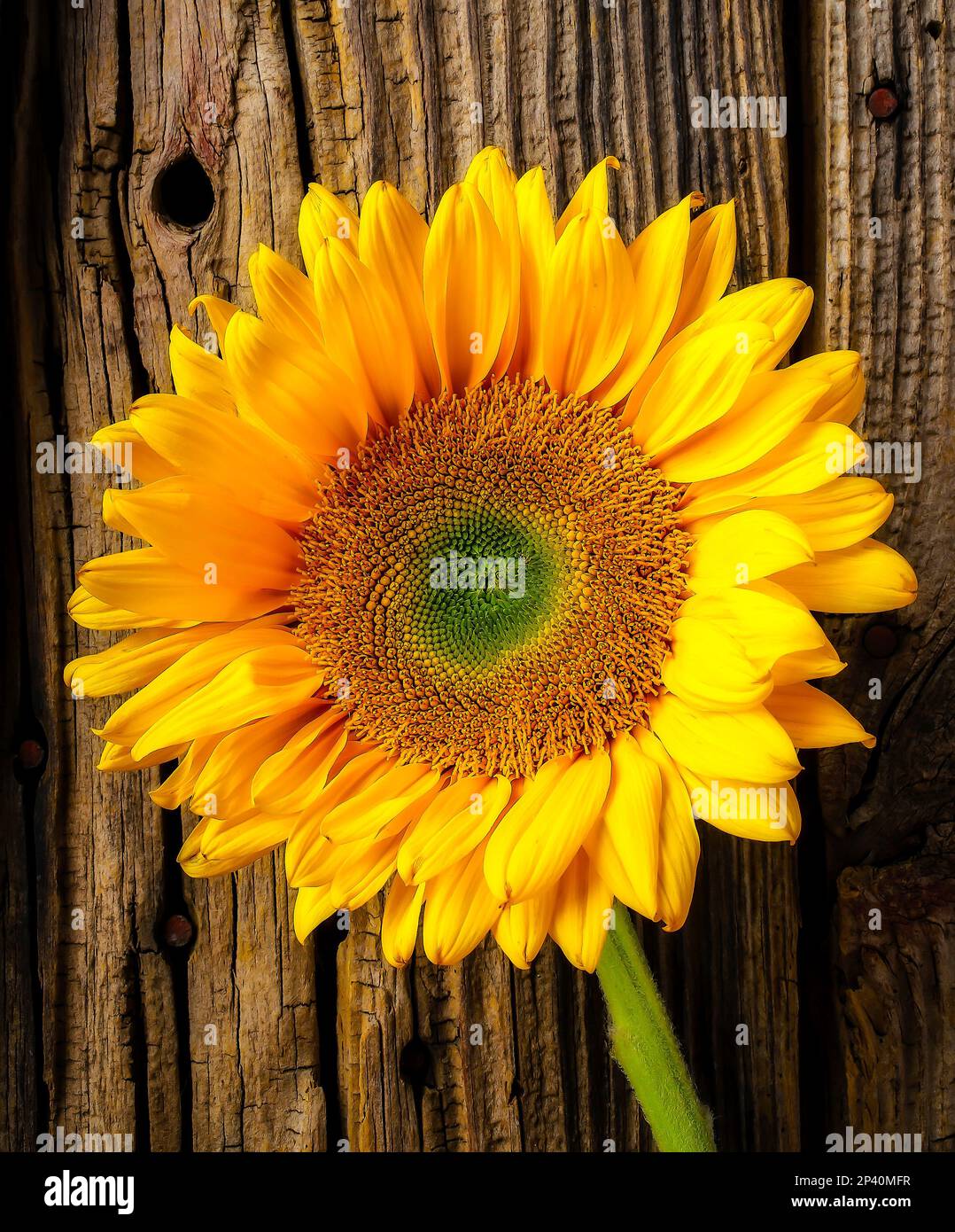 Sunflower against barn wood stock photo alamy