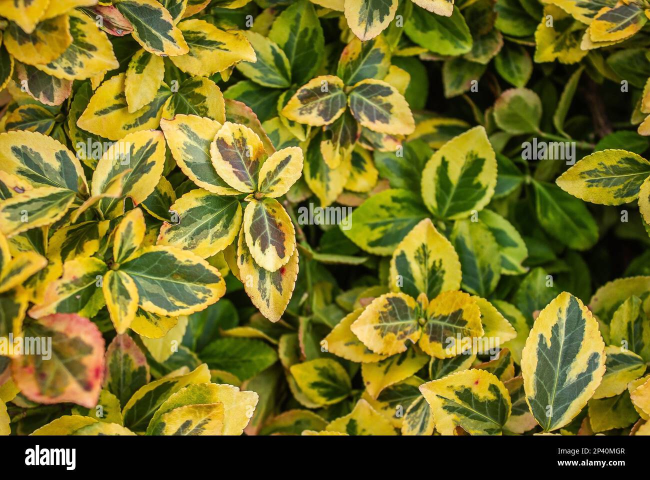 Euonymus Fortunei Emeralnd n gold cultivar leaves, yellow and green leaf, ornamental branches, foliage background. Bright yellow green leaves of Euony Stock Photo