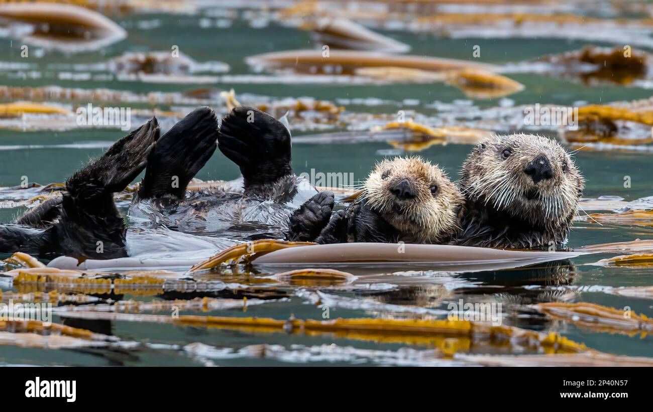Mother and pup sea otter, Enhydra lutris, rafting in the kelp in the Inian Islands, Southeast Alaska, USA. Stock Photo