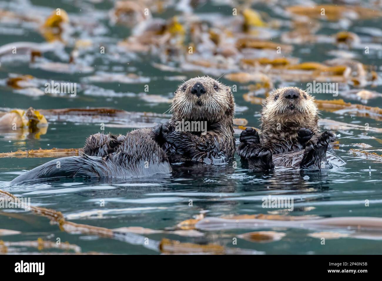 Mother and pup sea otter, Enhydra lutris, rafting in the kelp in the Inian Islands, Southeast Alaska, USA. Stock Photo
