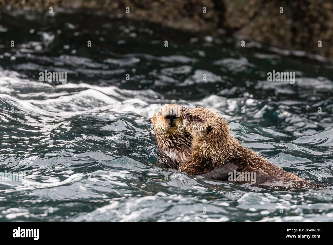 Mother and pup sea otters, Enhydra lutris, rafting in the kelp in the Inian Islands, Southeast Alaska, USA. Stock Photo