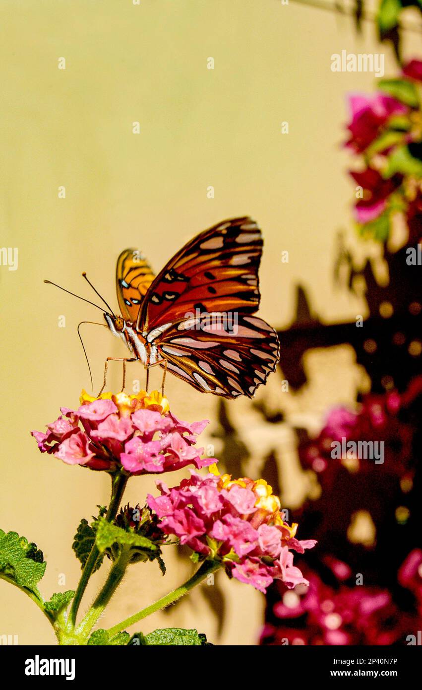 A monarch butterfly is enjoying the nectar of a blossom while perched ...