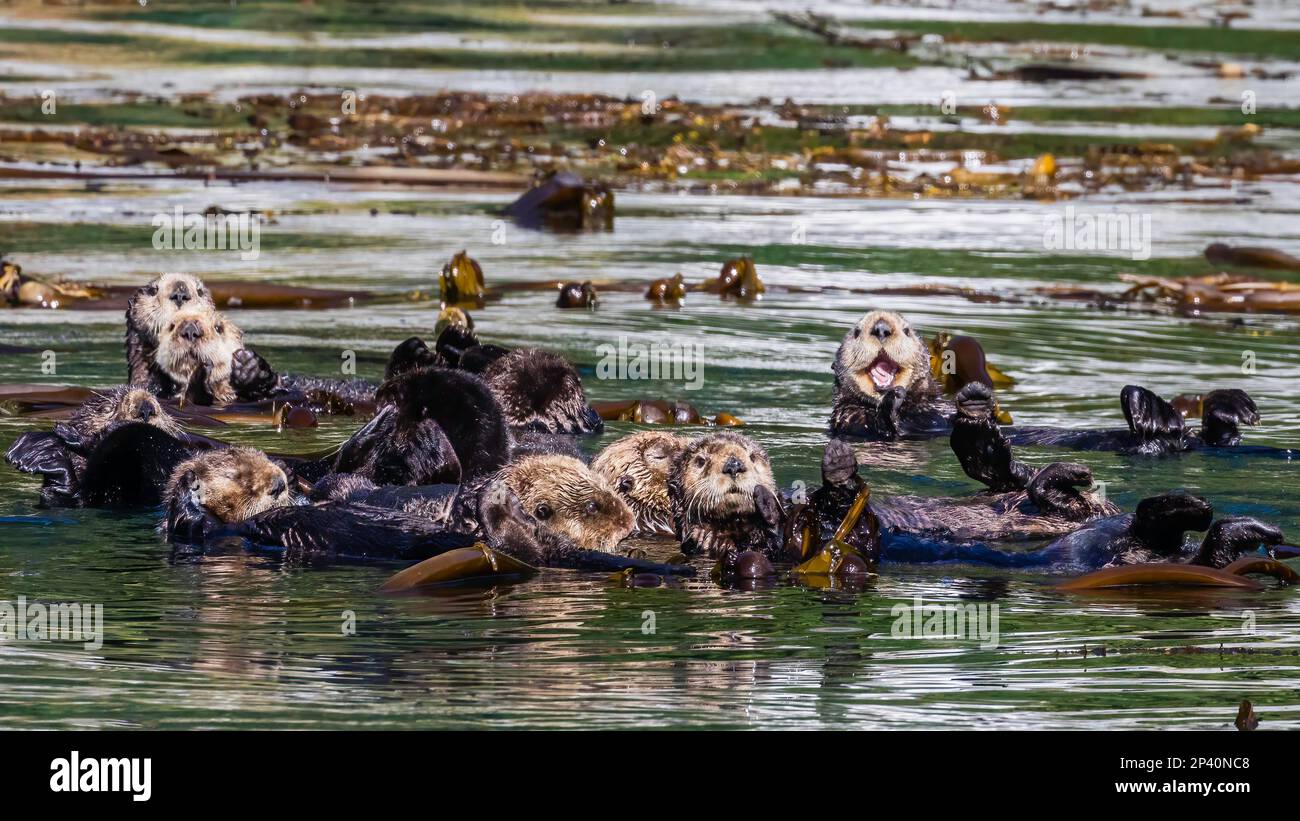 A group of sea otters, Enhydra lutris, rafting in the kelp in the Inian Islands, Southeast Alaska, USA. Stock Photo