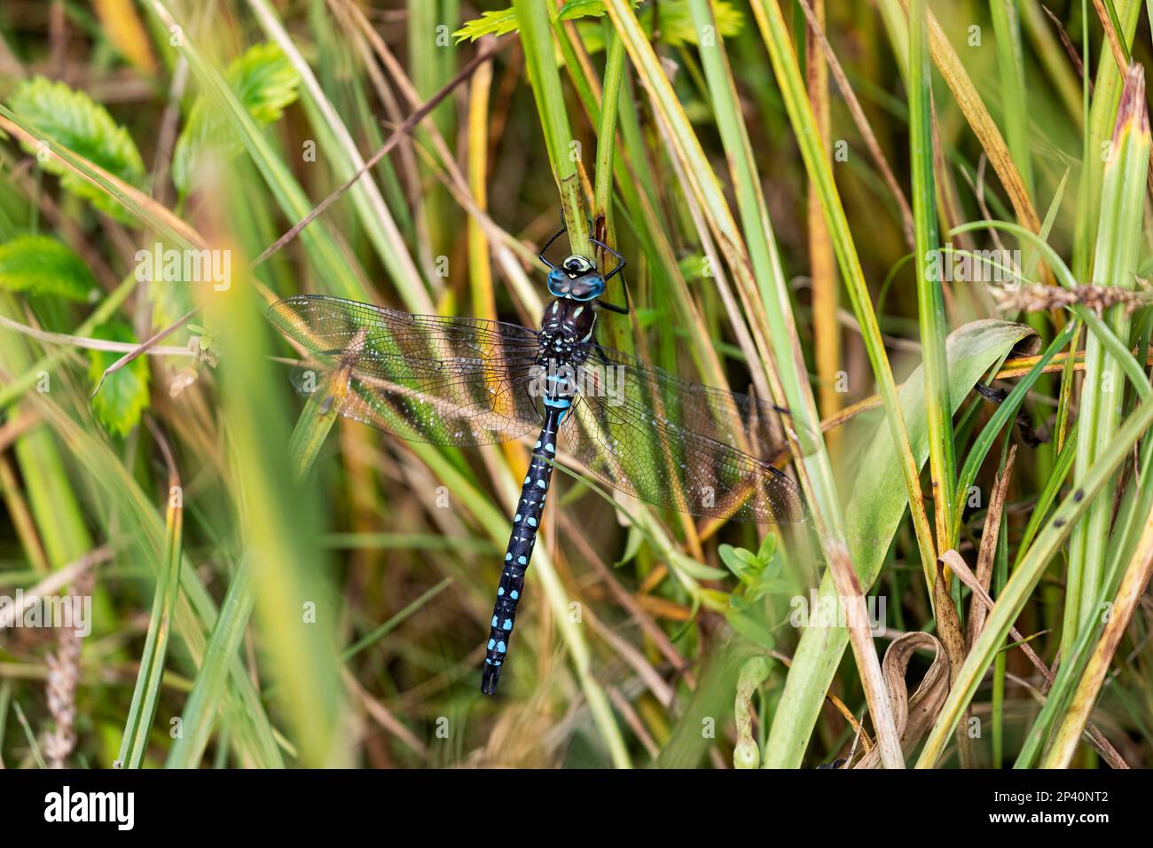 A colorful dragonfly in Port Althorp, Chichagof Island, Southeast Alaska, USA. Stock Photo