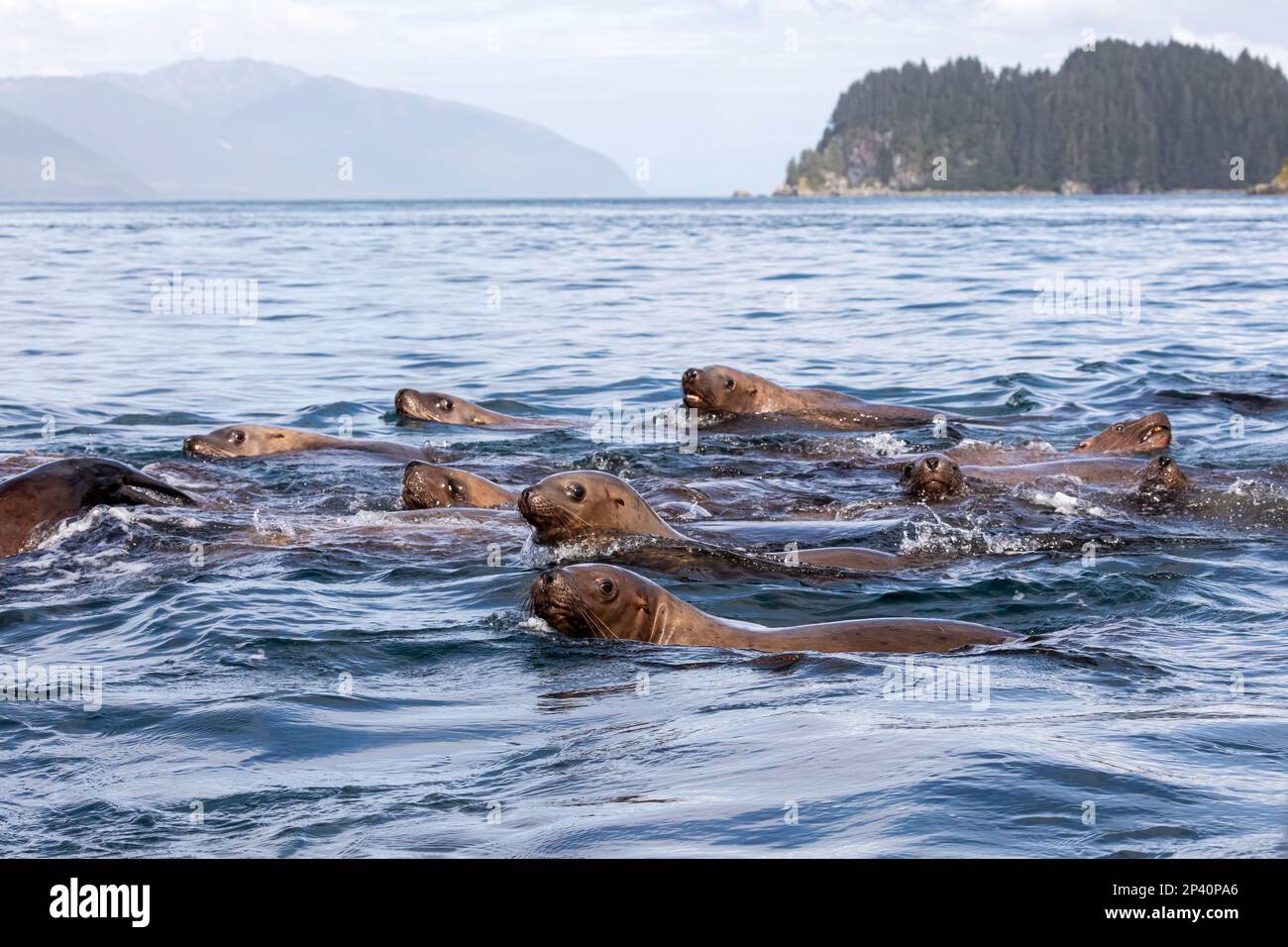 Steller sea lions, Eumetopias jubatus, swimming near the Inian Islands in southeast Alaska, USA. Stock Photo