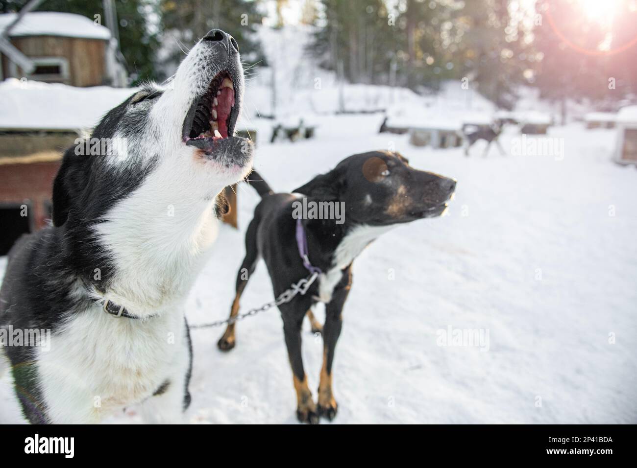 Blue eyed husky dogs in the snow Stock Photo
