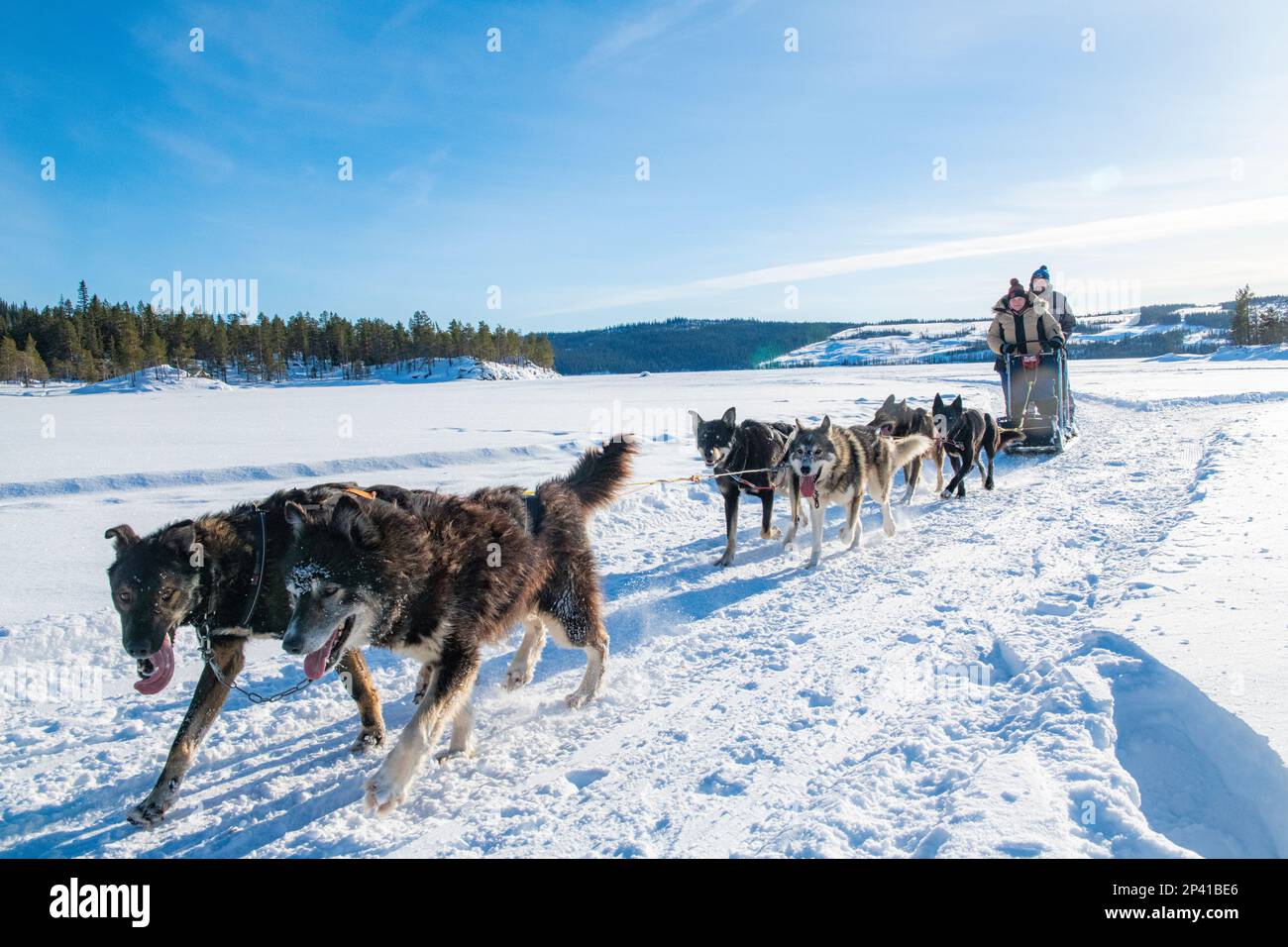 Dog sledding in Norway Stock Photo