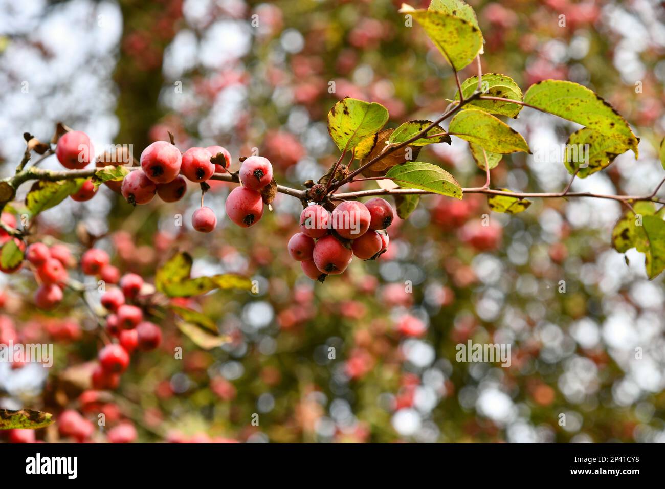 Cherry apple tree with red fruits- Malus baccata Stock Photo
