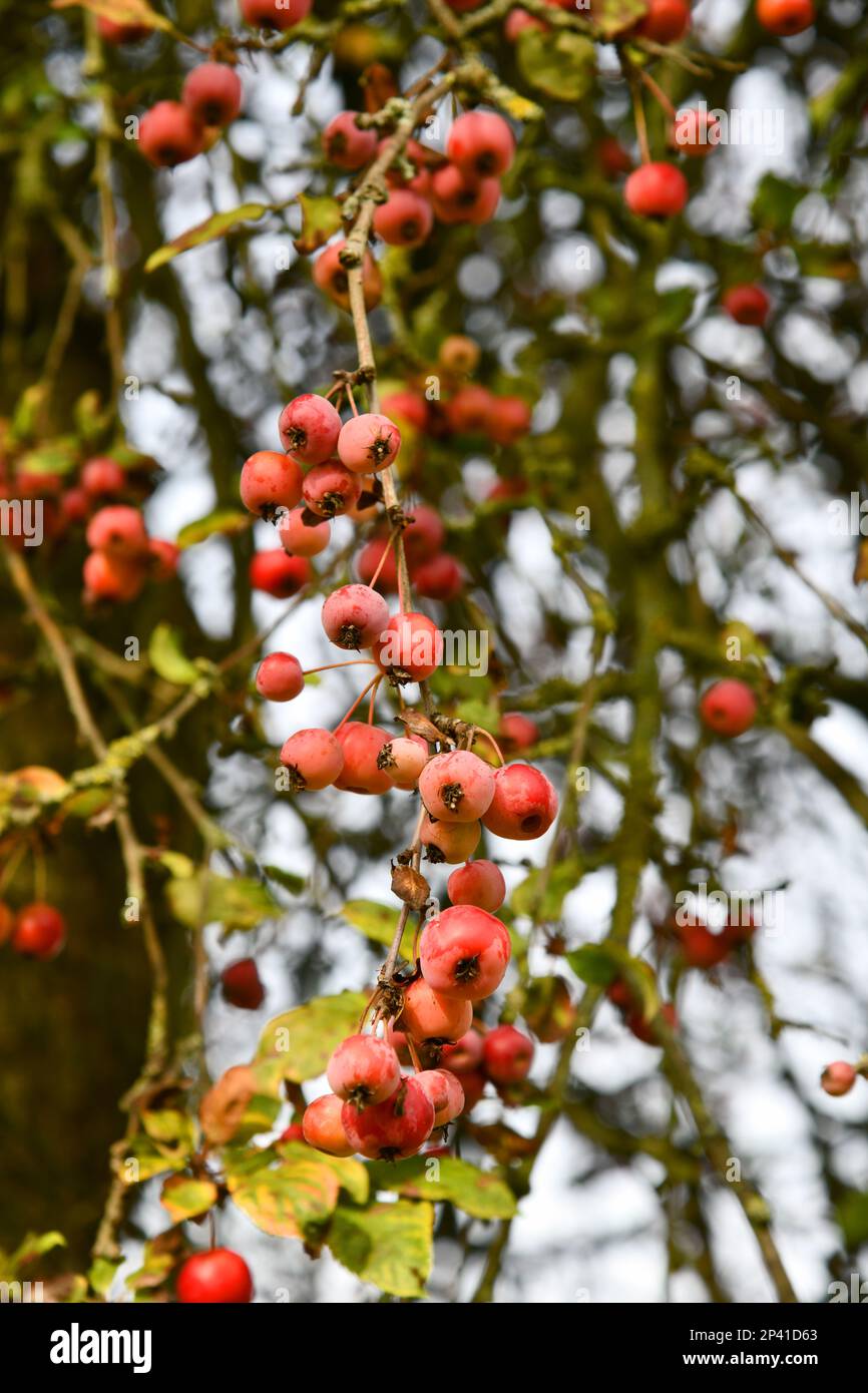 Cherry apple tree with red fruits- Malus baccata Stock Photo