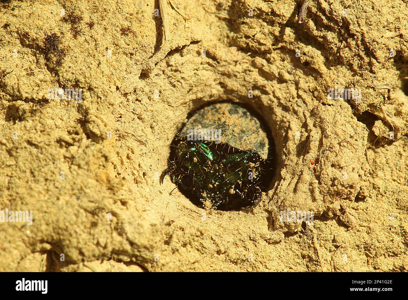 Common tiger beetle including larvae in burrow Stock Photo - Alamy