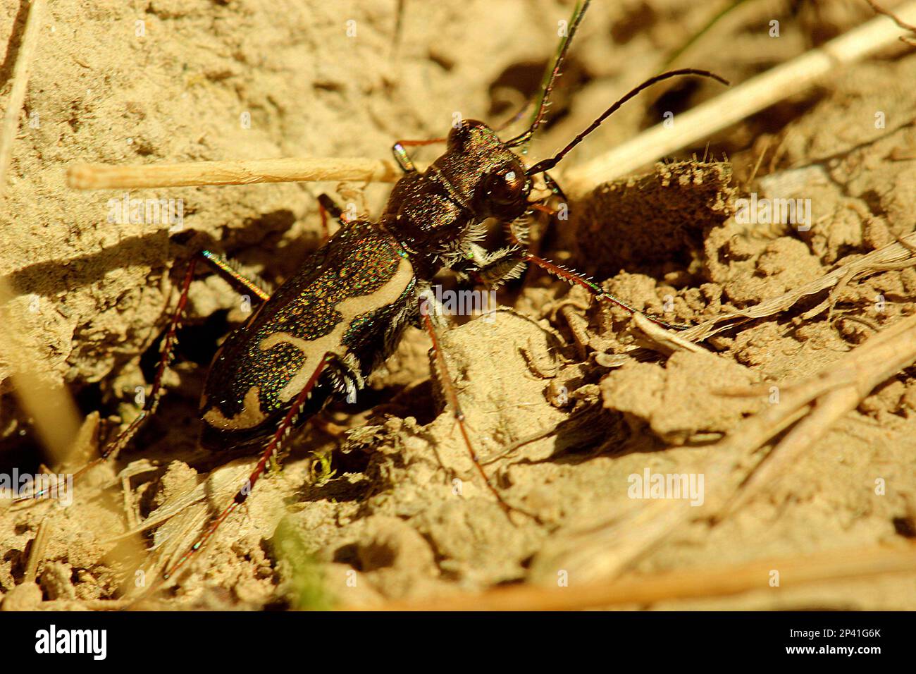 Common tiger beetle including larvae in burrow Stock Photo - Alamy