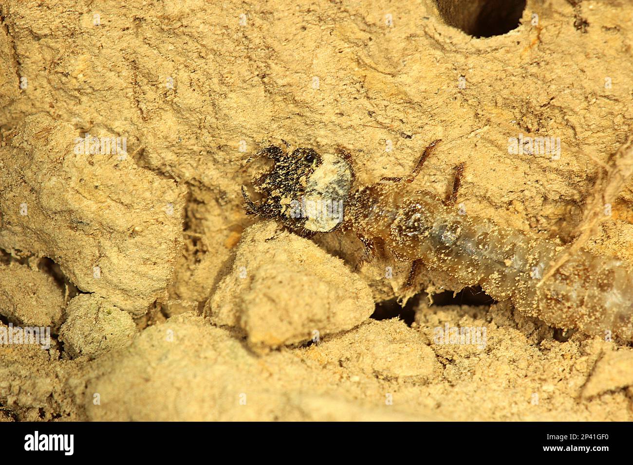 Common tiger beetle including larvae in burrow Stock Photo Alamy
