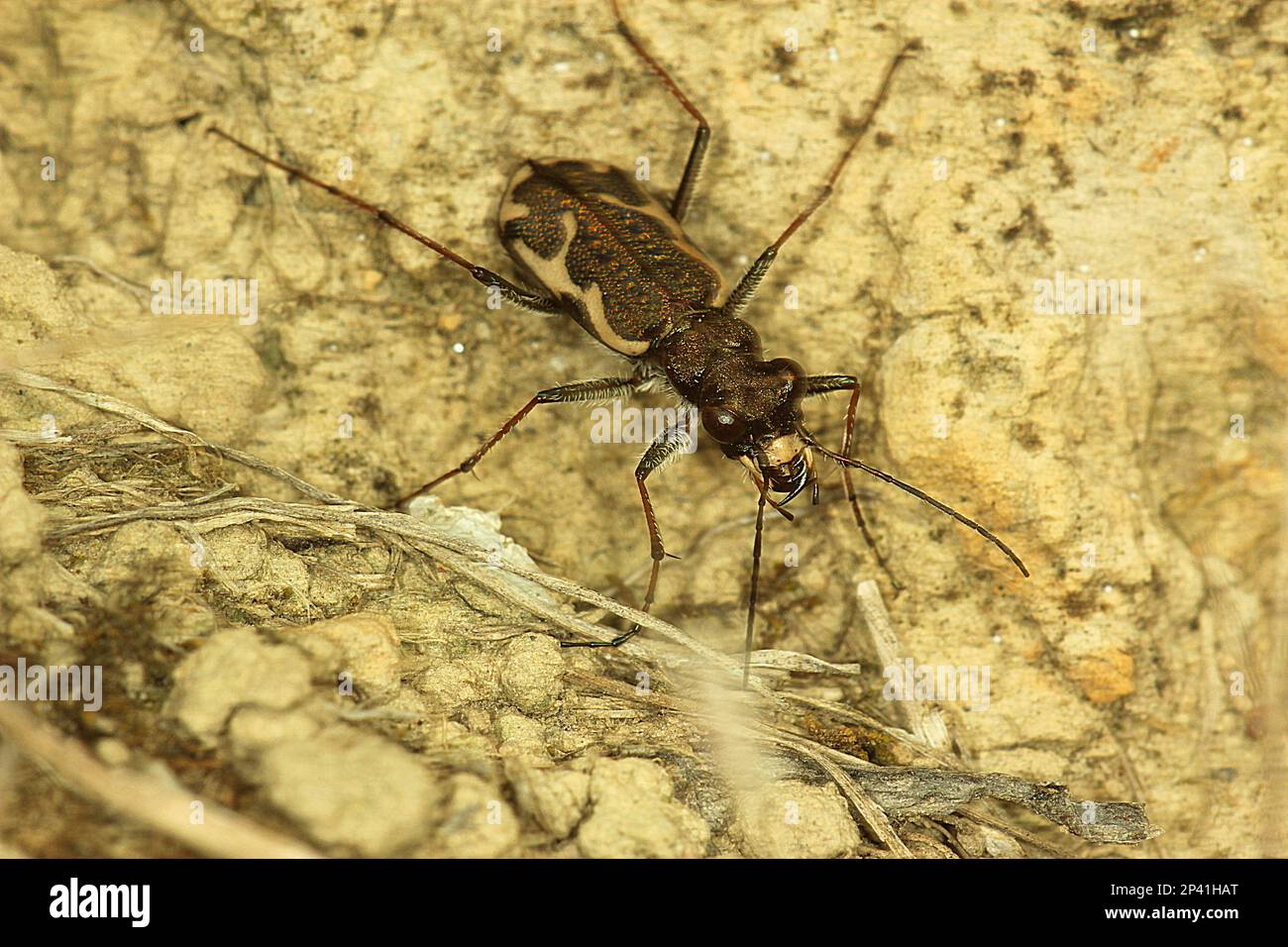 Common tiger beetle including larvae in burrow Stock Photo Alamy