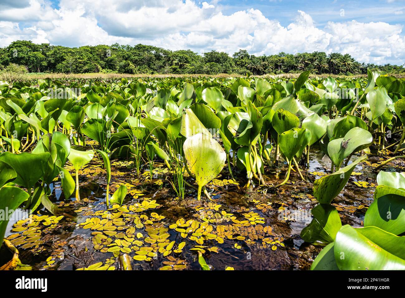 Canoe tour on the Pantanal Marimbus, waters of many rivers and abundant ...