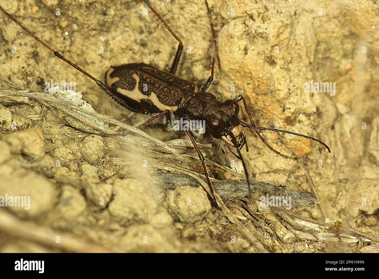 Common tiger beetle including larvae in burrow Stock Photo Alamy