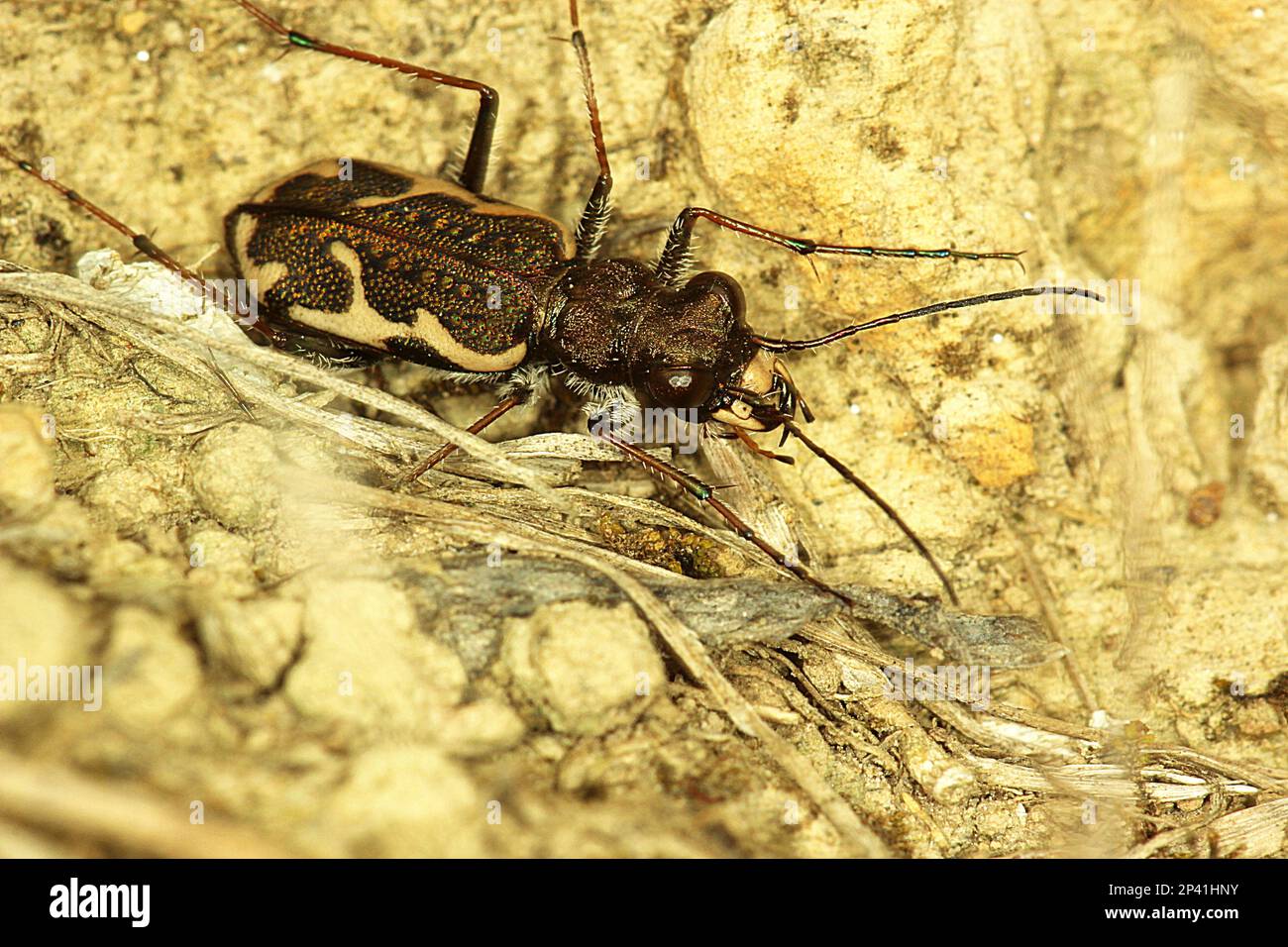 Common tiger beetle including larvae in burrow Stock Photo Alamy
