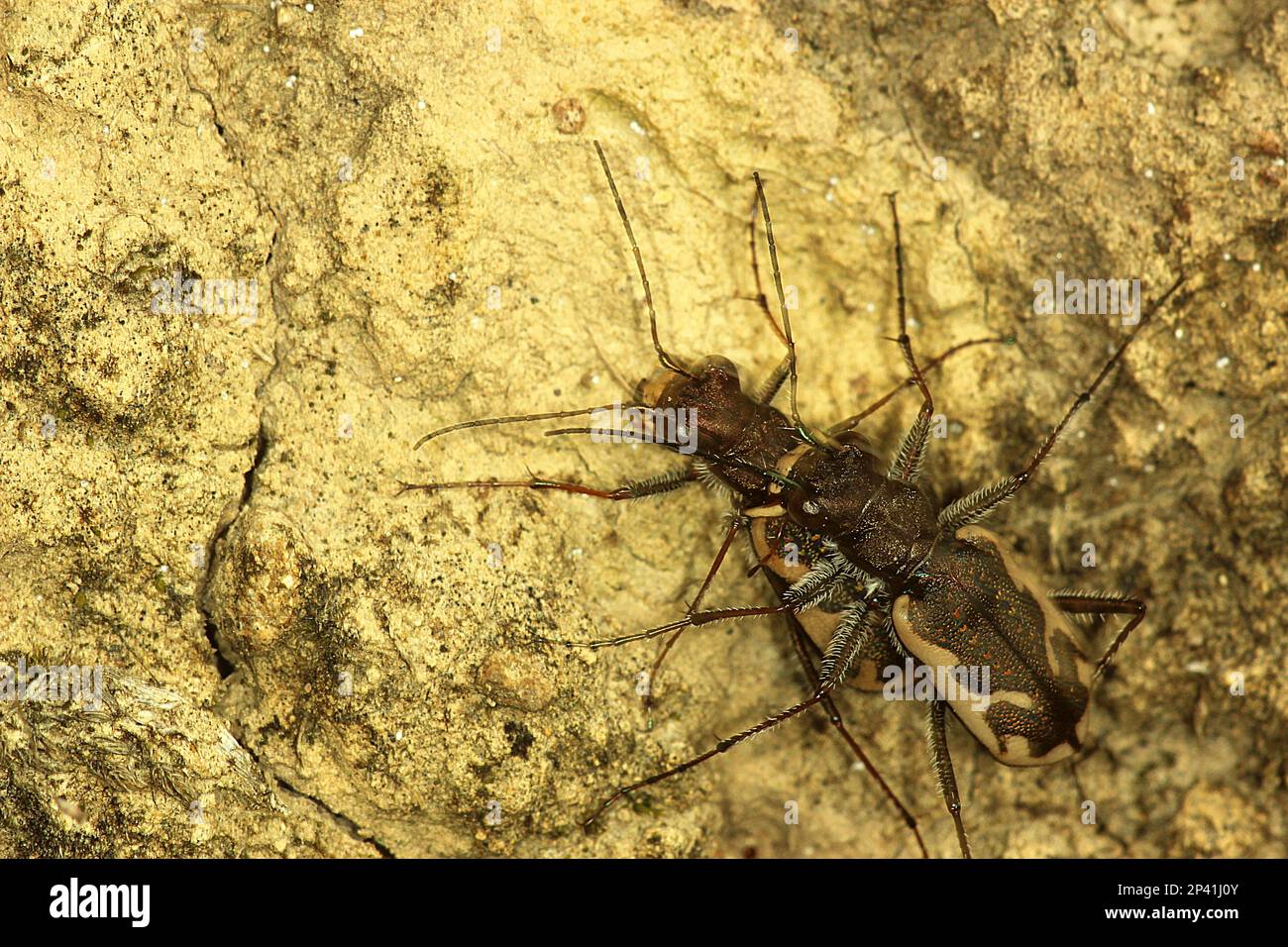 Common tiger beetle including larvae in burrow Stock Photo Alamy