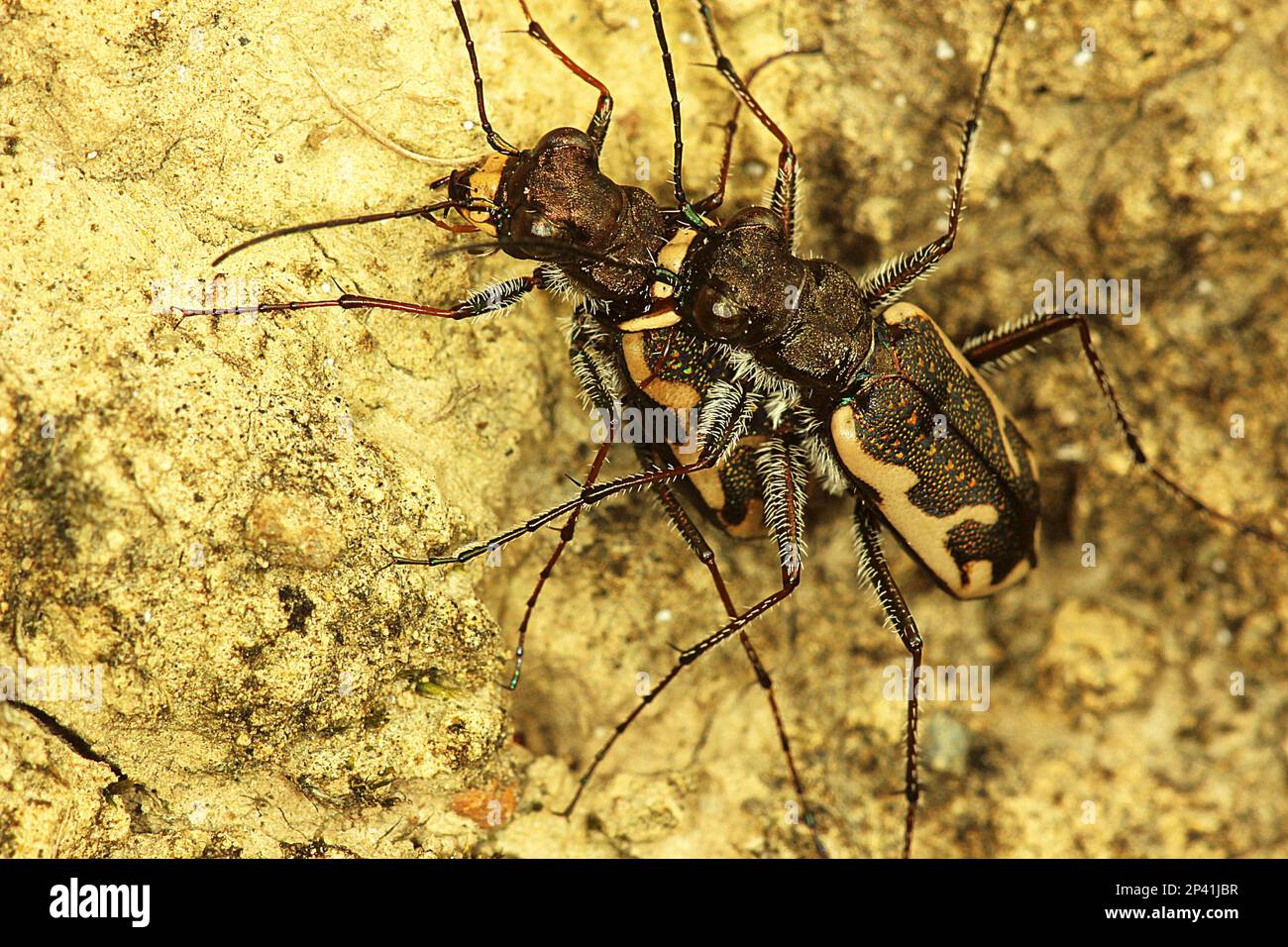 Common tiger beetle including larvae in burrow Stock Photo Alamy