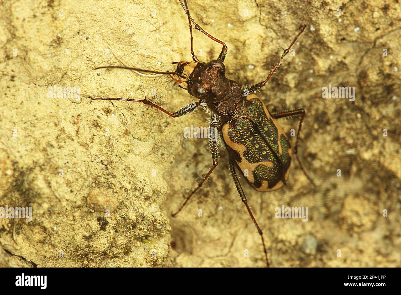 Common tiger beetle including larvae in burrow Stock Photo Alamy