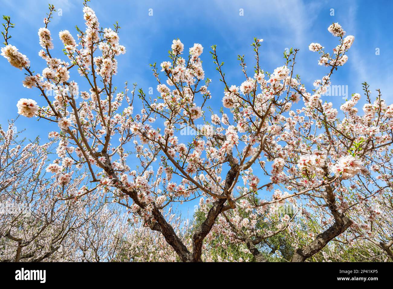 Beautiful white almond flowers on almond tree branch in spring Italian garden, Sicilia. Farming and gardening, growing nuts against blue sky in sunny Stock Photo