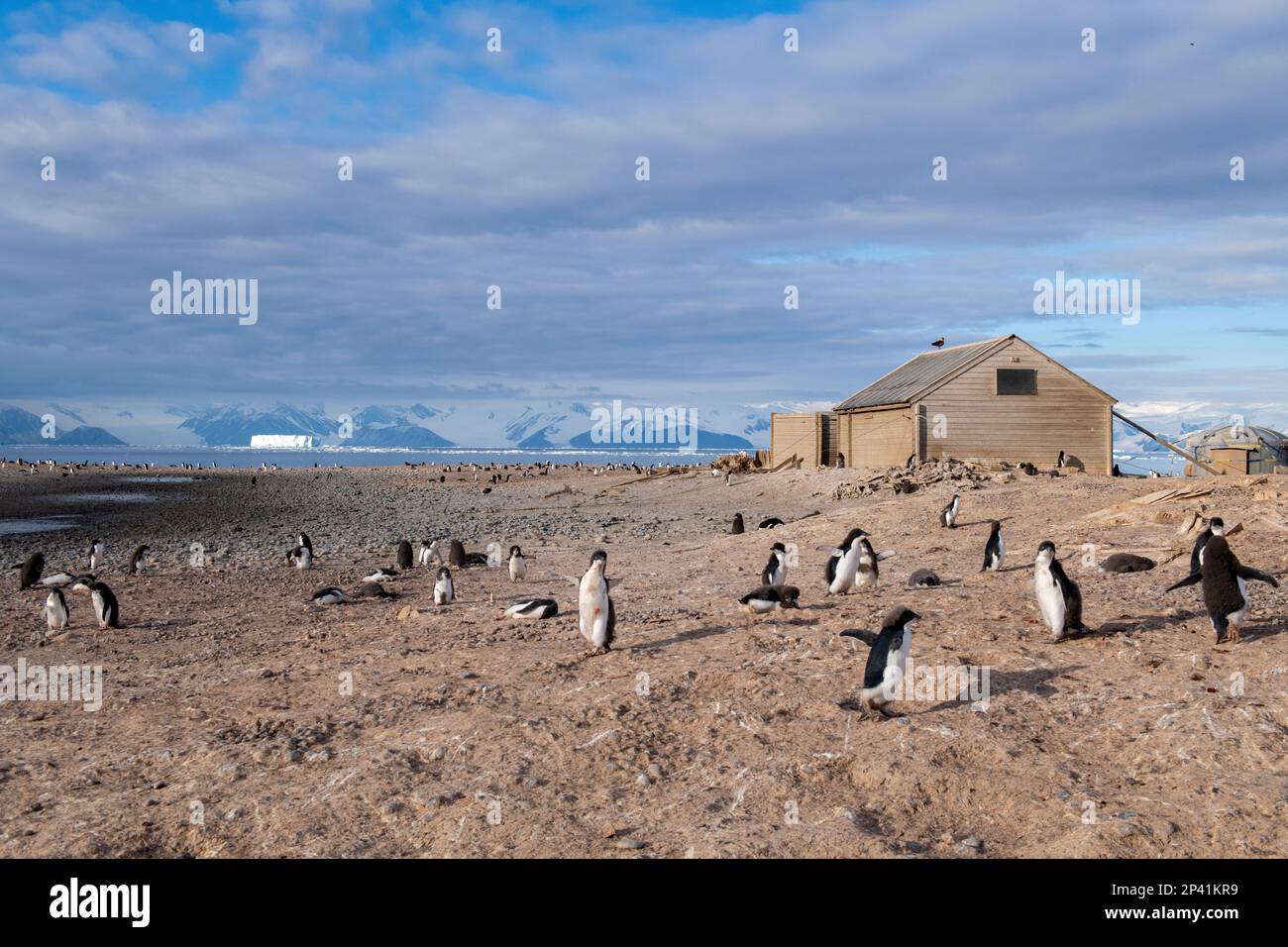 Antarctica, Ross Sea, Victoria Land, Adare Peninsula, Cape Adare. Borchgrevink's Hut, Southern Cross Expedition. (1898-1900) with molting Adelie's. Stock Photo