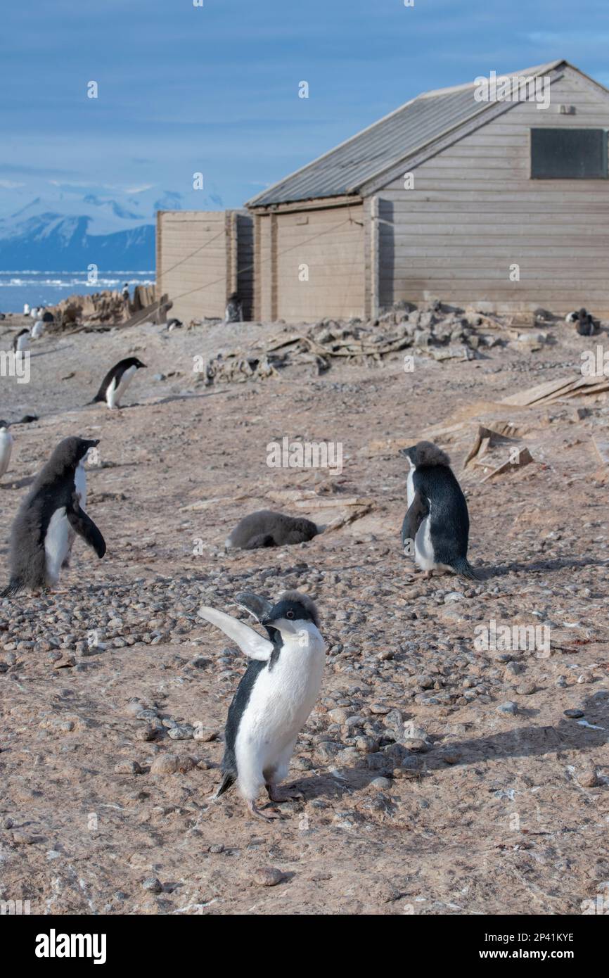 Antarctica, Ross Sea, Victoria Land, Adare Peninsula, Cape Adare