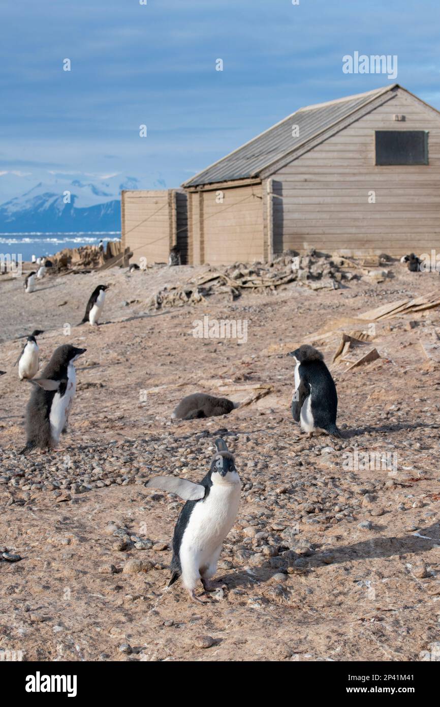 Antarctica, Ross Sea, Victoria Land, Adare Peninsula, Cape Adare. Borchgrevink's Hut, Southern Cross Expedition. (1898-1900) with molting Adelie's. Stock Photo