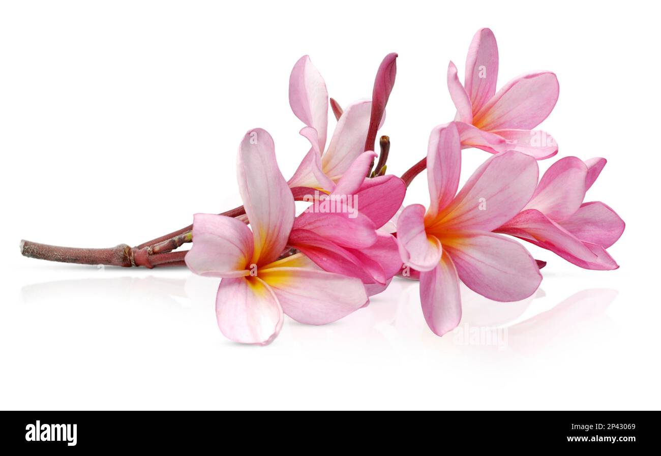 Frangipani or Plumeria flower isolated on white background Stock Photo ...