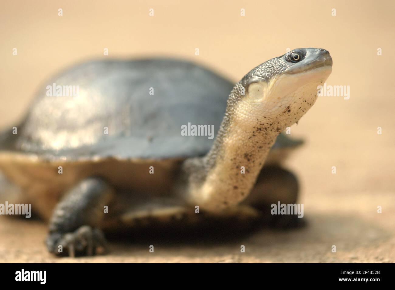 A rare and threatened species of freshwater turtle, the critically endangered Rote Island's endemic snake-necked turtle (Chelodina mccordi) is photographed at a licensed ex-situ breeding facility in Jakarta, Indonesia. Scientific research suggests that reptile richness is likely to decrease significantly across most parts of the world with ongoing future climate change. 'Together with other anthropogenic impacts, such as habitat loss and harvesting of species, this is a cause for concern,' wrote a team of scientists led by Matthias Biber (Technical University of Munich). Stock Photo