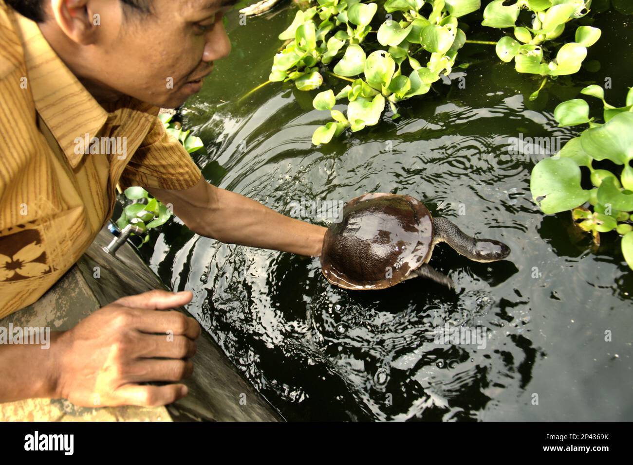 A worker is holding a critically endangered Rote Island's endemic snake-necked turtle (Chelodina mccordi) at a licensed ex-situ breeding farm in Jakarta, Indonesia. Scientific research suggests that reptile richness is likely to decrease significantly across most parts of the world with ongoing future climate change. 'Together with other anthropogenic impacts, such as habitat loss and harvesting of species, this is a cause for concern,' wrote a team of scientists led by Matthias Biber (Department for Life Science Systems, School of Life Sciences, Technical University of Munich, Freising). Stock Photo