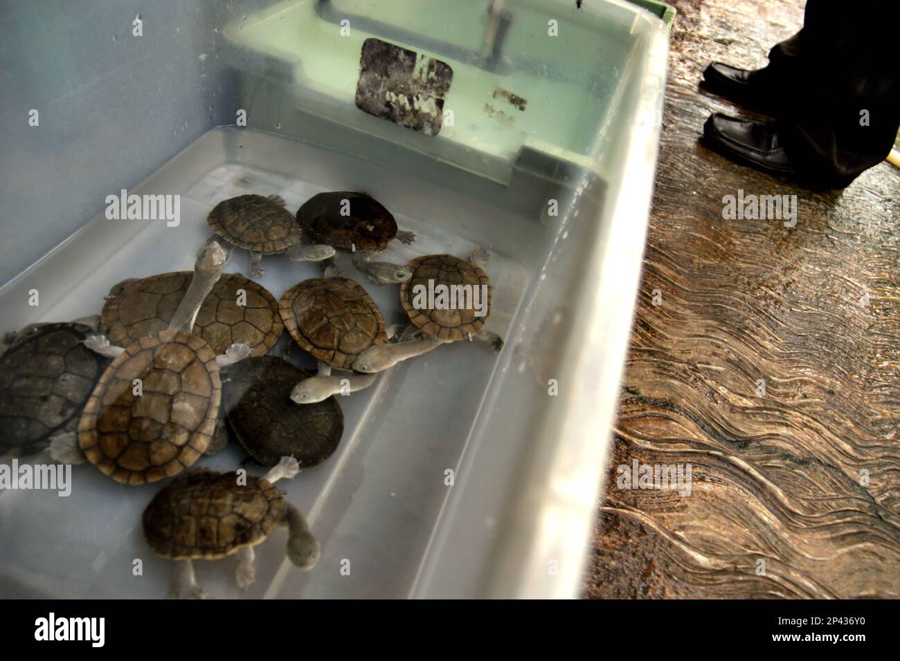 Rare and threatened species of freshwater turtle, the critically endangered Rote Island's endemic snake-necked turtles (Chelodina mccordi) are photographed at a licensed ex-situ breeding farm in Jakarta, Indonesia. Scientific research suggests that reptile richness is likely to decrease significantly across most parts of the world with ongoing future climate change. Stock Photo